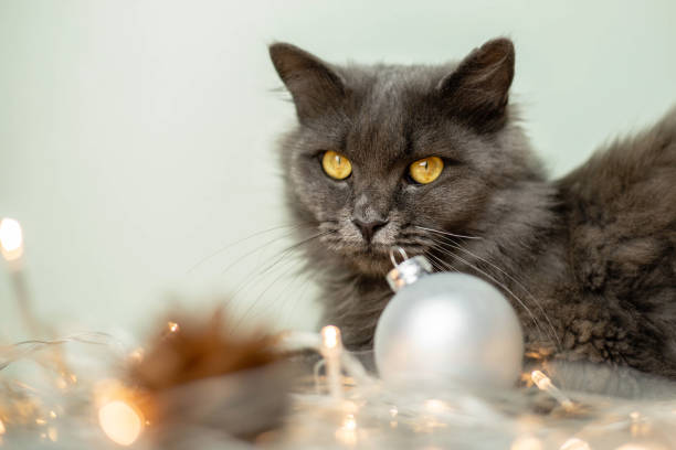 A gray fluffy cat with yellow eyes looks into the camera on a light background with garlands, Christmas tree toys and cones. The concept of New Year and Christmas. Copy space stock photo