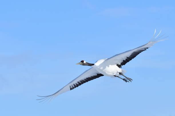 istock Bird watching, red-crowned crane, in
 winter 1441764119