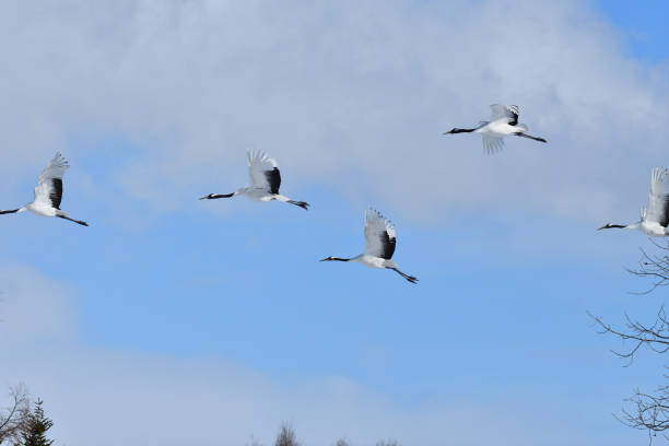 istock Bird watching, red-crowned crane, in
 winter 1441764151
