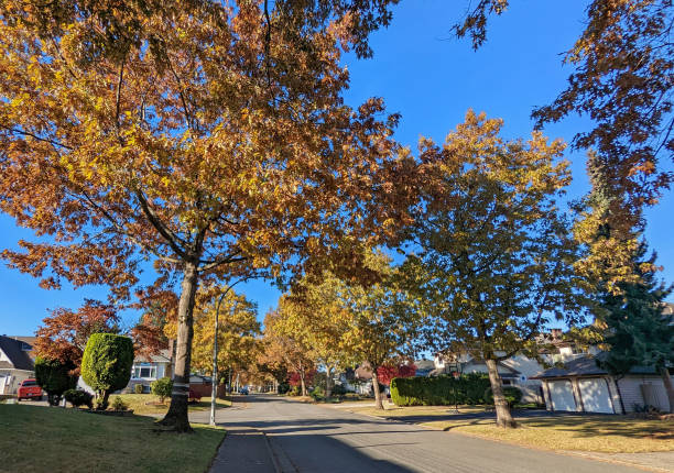 istock Tree-lined Fleetwood Neighbourhood in Surrey, Canada 1441764439