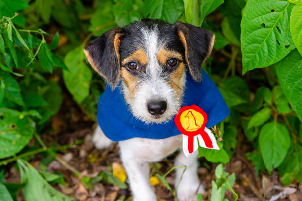 Dog Puppy Cute Prize Costume Outdoors stock photo