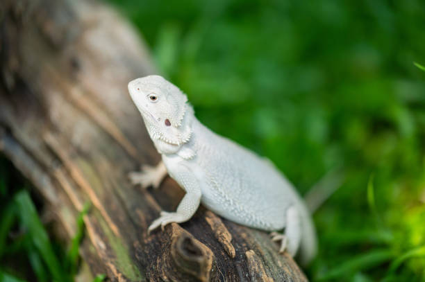 istock bearded dragon on ground with blur background 1441766167