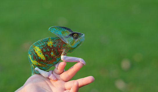 chameleon with blur background, predator