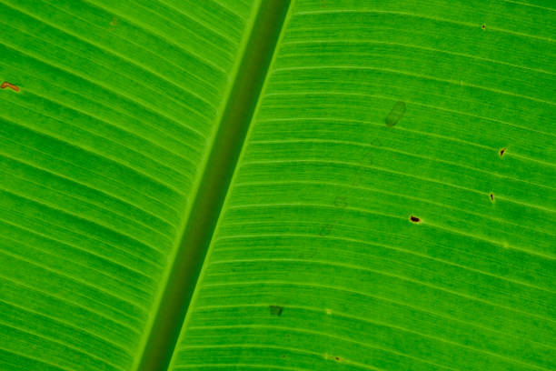 Close up green fresh banana leaf texture nature background