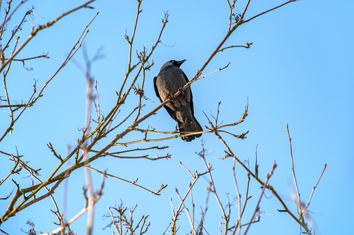 Birds perching on branch against blue sky. Winter scenery.
