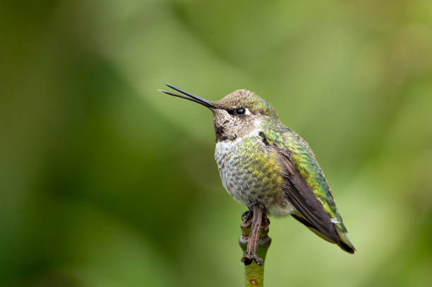 istock Anna's hummingbird perched in Victoria, BC Canada 1441768266