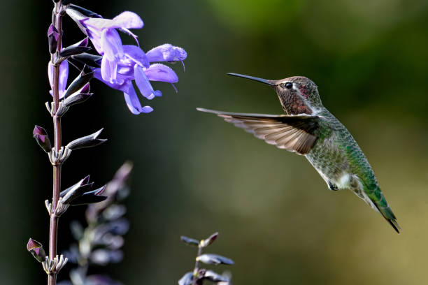 istock Anna's hummingbird hovering in Victoria, BC Canada 1441768271