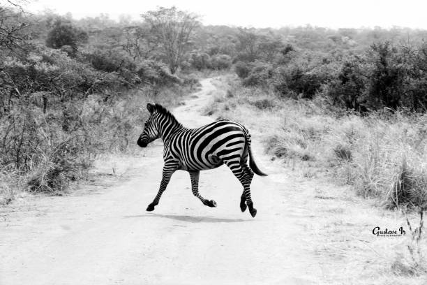 ZEBRA The beauty of AKAGERA National Park akagera national park stock pictures, royalty-free photos & images