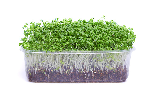 Fresh micro greens in a plastic box, isolated on white background