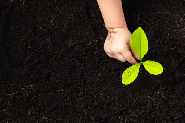 istock child hand planting young tree seedling on black soil 1441772808
