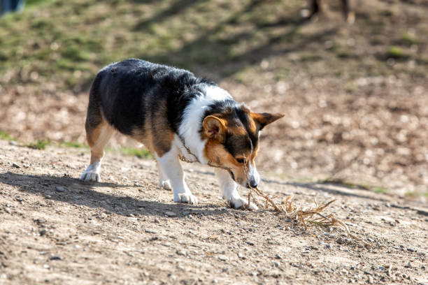 istock Funny Cardigan Welsh Corgi puppy pulls a dry bush from the ground 1441773346