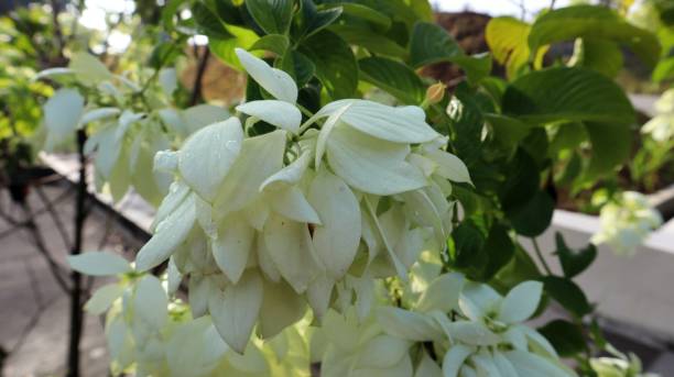 The white flowers The white flowers is blooming in the garden. mussaenda stock pictures, royalty-free photos & images