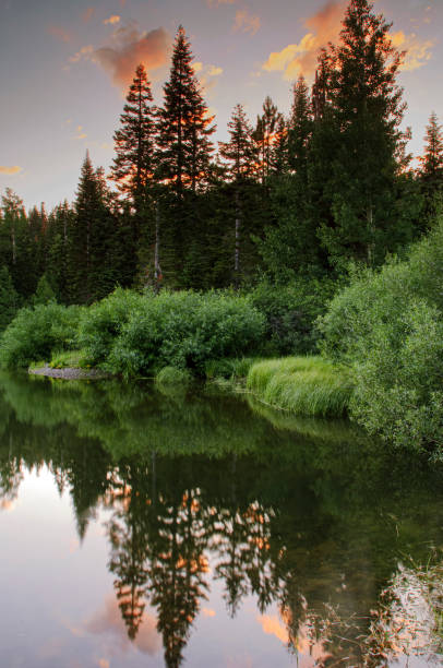 Pine trees and sky reflecting in mountain lake at sunset.\n\nTaken at Bear Valley Lake, California, USA