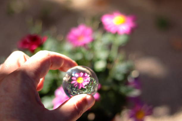 Reflection of a flower in a glass ball. Artistic photography