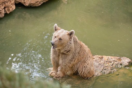 Large blond Spirit Bear on a rock in the water