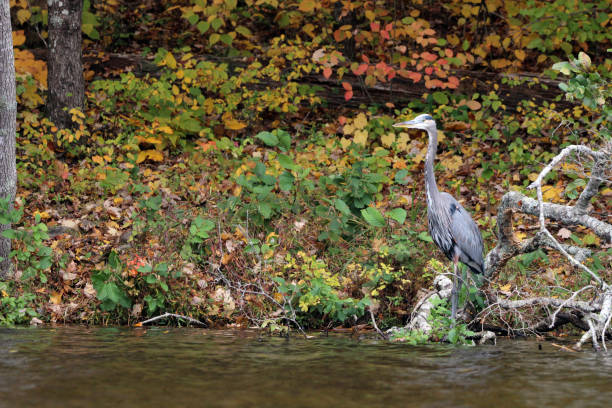 Heron on Autumn-colored Lakeshore stock photo