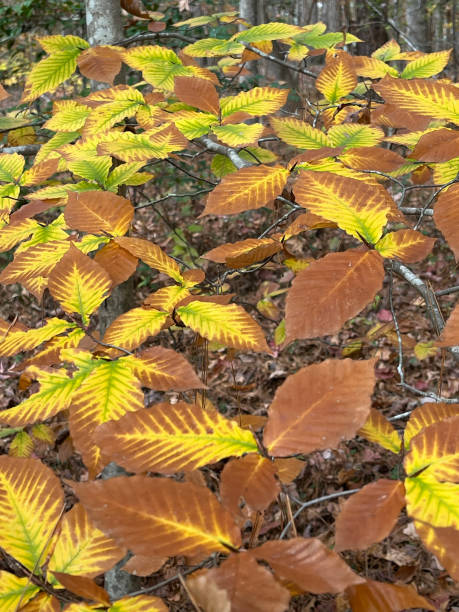 Beech Leaves in Autumn stock photo