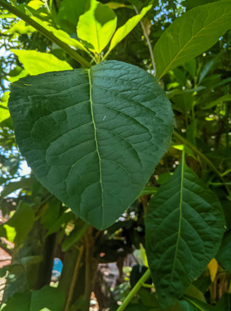 istock Beautiful green leaves 1441780611