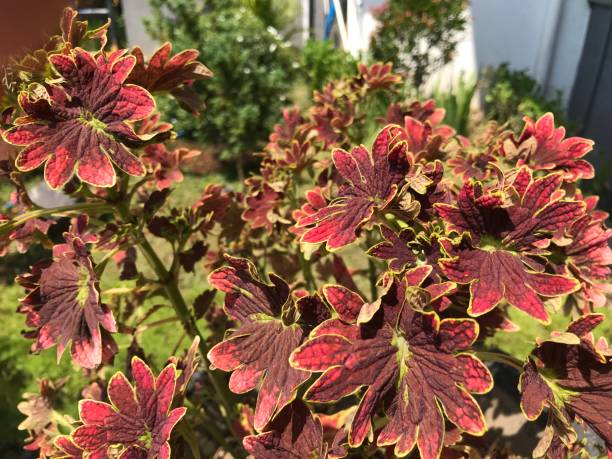 Miana leaves or in latin Coleus Scutellaricides