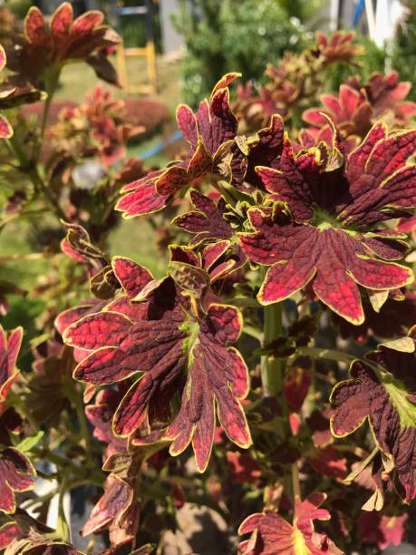 istock Miana leaves or in latin Coleus Scutellaricides 1441780704