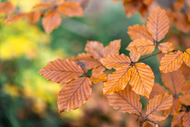 istock Yellow autumn leaves on a tree in the forest, macro shot. 1441781680