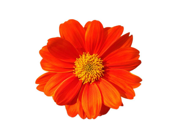 istock mexico sunflower  red on white background 1441782610