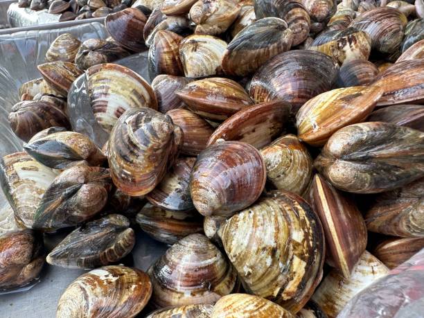 Fresh clams stock photo