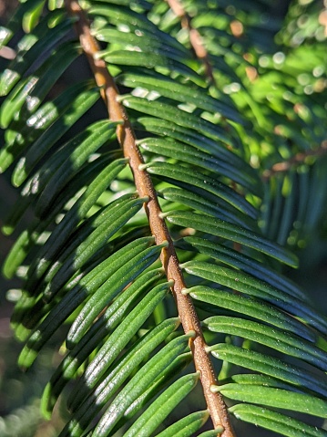 Close up of grand fir (abies grandis) needles, with other branches and needles in the background.Taken on the Fanno Creek Trail, a regional trail that is partially paved and located in the metro area of Portland, OR.