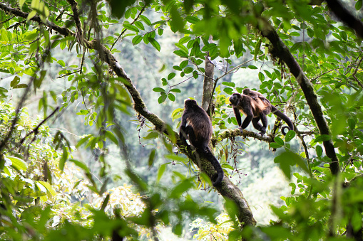 Monkeys in Coastal Jungle in Costa Rica some tropical forests in Central America and South America.