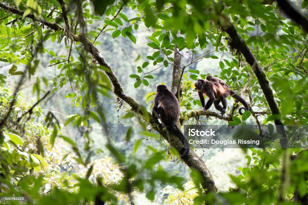 Monkeys in Coastal Jungle in Costa Rica Monkeys in Coastal Jungle in Costa Rica some tropical forests in Central America and South America. Alarm Stock Photo