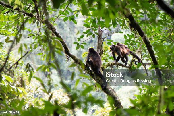 Monkeys In Coastal Jungle In Costa Rica Stock Photo - Download Image Now - Alarm, Animal, Animal Behavior