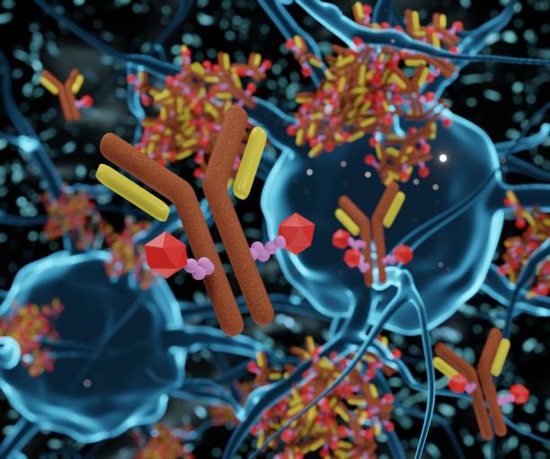 ntibody-wirkstoff-konjugationsmodalität beeinflusst die therapeutische gesamtwirksamkeit bei hirntumoren - conjugation stock-fotos und bilder