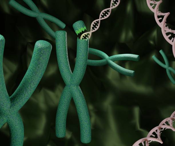 istock DNA inside of x chromosome. DNA strands and chromosome. 1441786849