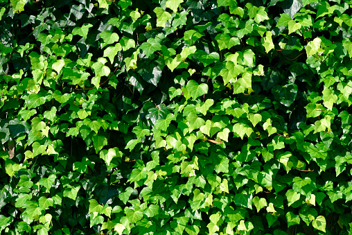 Ivy in the sunlight texture background.