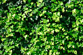 Ivy in the sunlight