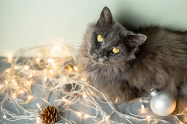 A gray fluffy cat with yellow eyes looks into the camera on a light background with Christmas tree toys, garlands and cones. View from above. The concept of New Year and Christmas. Copy space stock photo