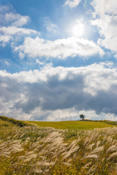 pampas grass and blue sky Pampas grass and blue sky in Taketa City, Oita Prefecture, Japan taketa photos stock pictures, royalty-free photos & images