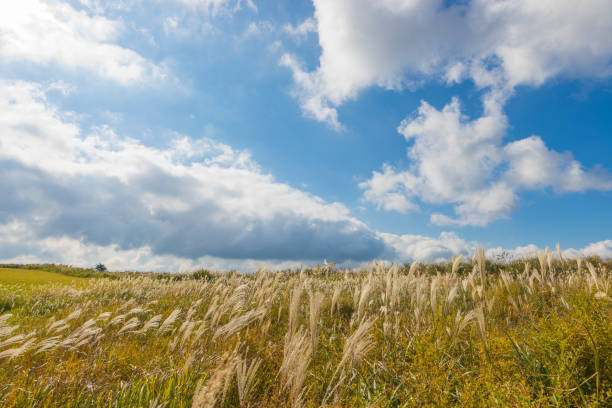 pampas grass and blue sky Pampas grass and blue sky in Taketa City, Oita Prefecture, Japan taketa photos stock pictures, royalty-free photos & images