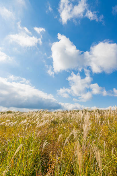 pampas grass and blue sky Pampas grass and blue sky in Taketa City, Oita Prefecture, Japan taketa photos stock pictures, royalty-free photos & images
