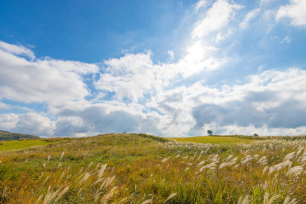 pampas grass and blue sky Pampas grass and blue sky in Taketa City, Oita Prefecture, Japan taketa photos stock pictures, royalty-free photos & images