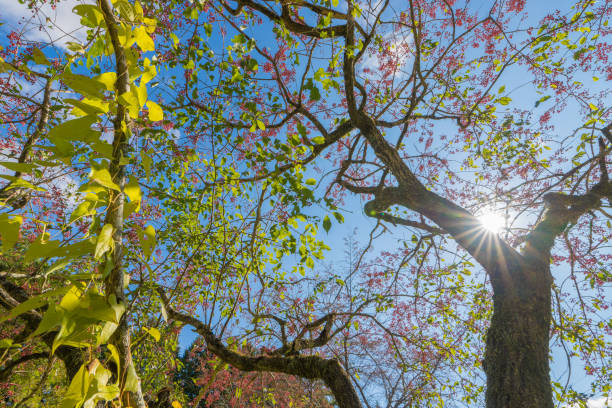 Kuju Highland Mayumi Tree Mayumi tree at Kuju Highlands in Taketa City, Oita Prefecture, Japan taketa photos stock pictures, royalty-free photos & images