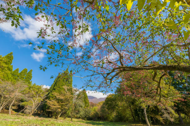 Kuju Highland Mayumi Tree Mayumi tree at Kuju Highlands in Taketa City, Oita Prefecture, Japan taketa photos stock pictures, royalty-free photos & images