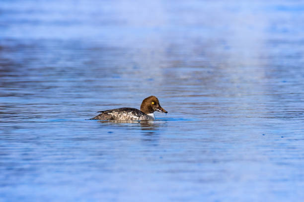 female common goldneye in the Richelieu River in Quebec, North America female common goldneye in the Richelieu River in Quebec, North America female goldeneye duck bucephala clangula swimming stock pictures, royalty-free photos & images