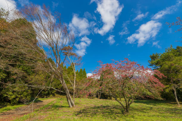 Kuju Highland Mayumi Tree Mayumi tree at Kuju Highlands in Taketa City, Oita Prefecture, Japan taketa photos stock pictures, royalty-free photos & images