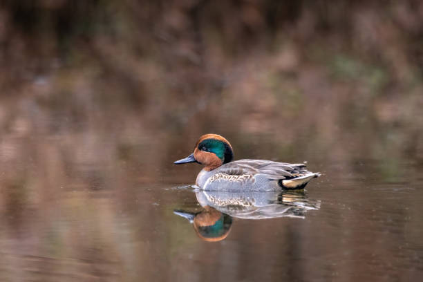 istock Green-winged teal (anas crecca) the smallest dabbling duck in North America 1441800438