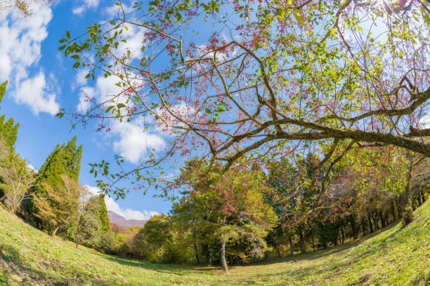 Kuju Highland Mayumi Tree Mayumi tree at Kuju Highlands in Taketa City, Oita Prefecture, Japan taketa photos stock pictures, royalty-free photos & images