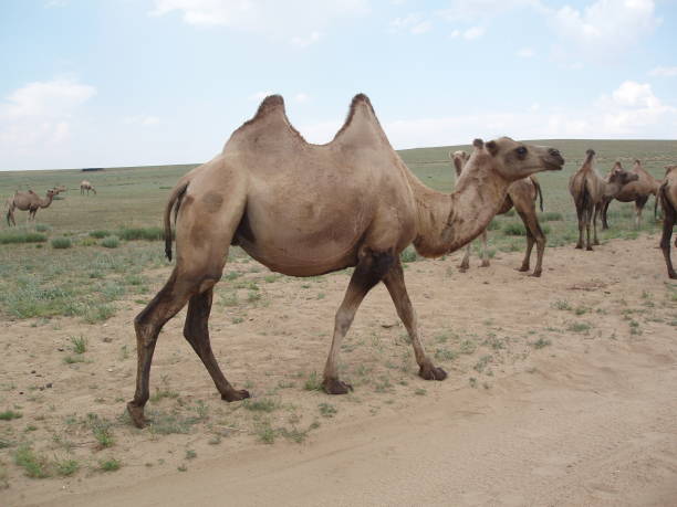 cammelli battriani nel prato solitario della regione di arkhankai, mongolia. - camel back foto e immagini stock