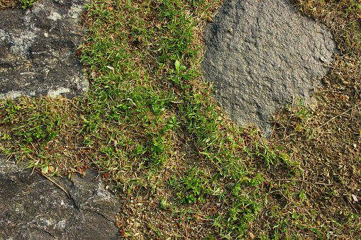 Close up of a southern lawn with thick Bermuda grass growing during the summer months.