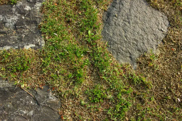 Photo of Green moss on stone