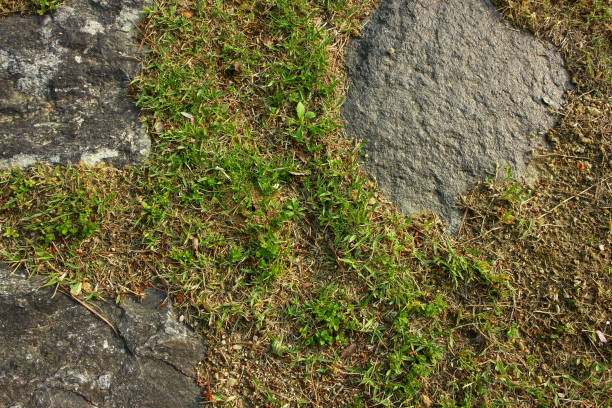 green moss on stone - forest fern glade copse imagens e fotografias de stock